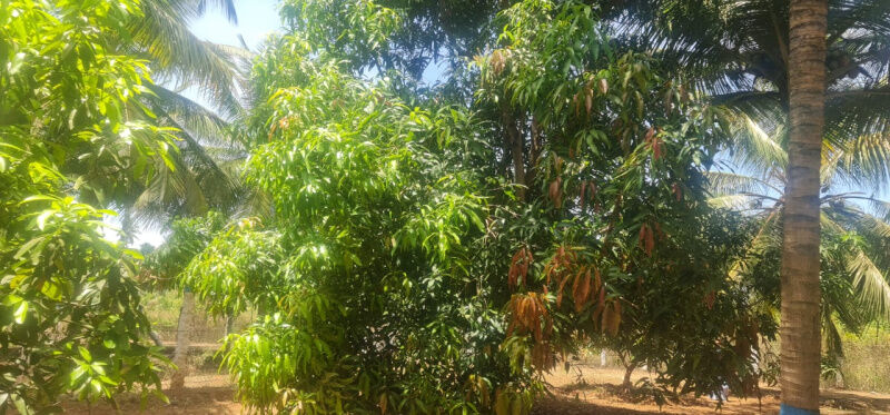  Agricultural Land 2 Cent for Sale in Pollachi, Coimbatore