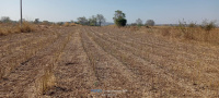  Agricultural Land for Sale in Sedam, Gulbarga