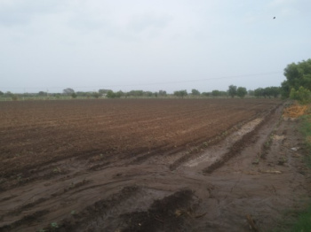  Agricultural Land for Sale in Karjan, Vadodara