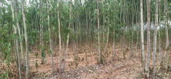  Agricultural Land for Sale in Jaykaypur, Rayagada