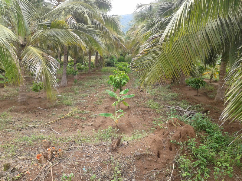 Agricultural Land 6 Acre for Sale in Chagallu, West Godavari