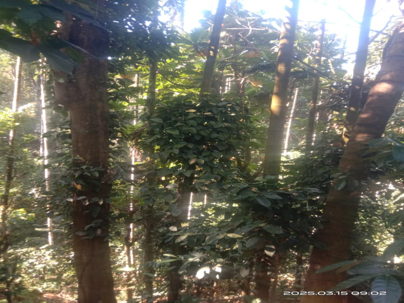  Agricultural Land 61 Cent for Sale in Udayampalayam, Coimbatore