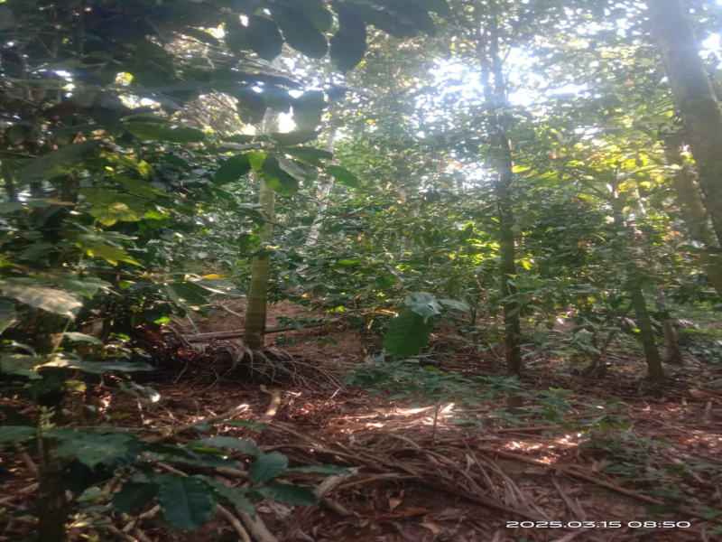  Agricultural Land 61 Cent for Sale in Udayampalayam, Coimbatore