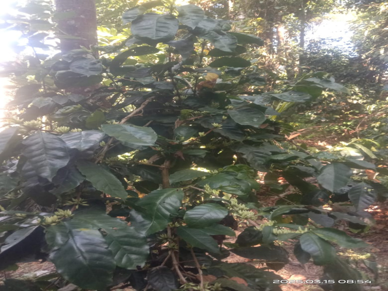  Agricultural Land 61 Cent for Sale in Udayampalayam, Coimbatore