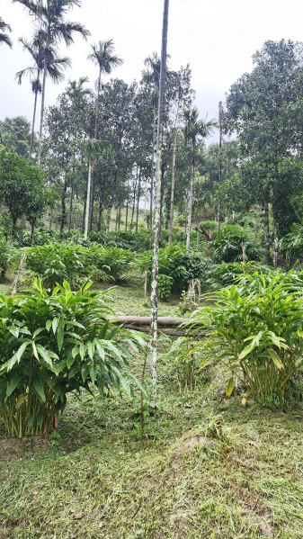  Agricultural Land 11 Acre for Sale in Anaikatti, Coimbatore