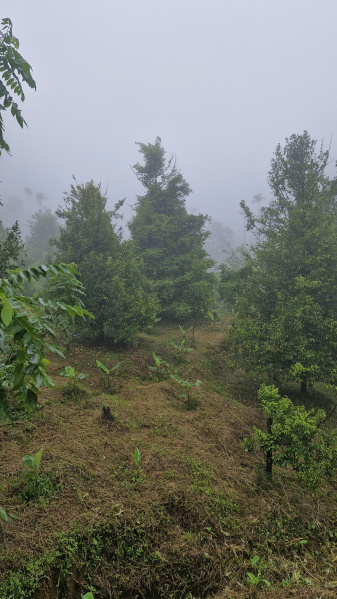  Agricultural Land 11 Acre for Sale in Anaikatti, Coimbatore