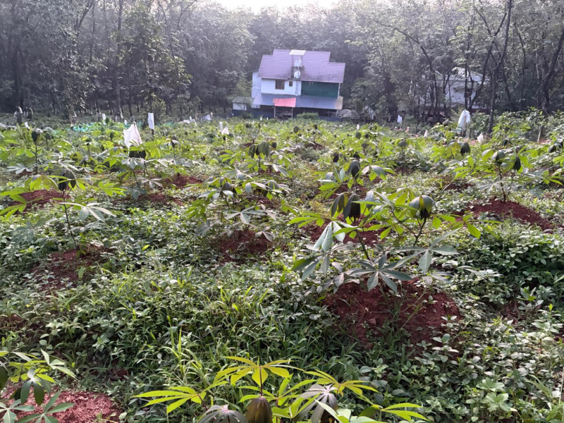 2 BHK House 2200 Sq.ft. for Sale in Mannarkkad, Palakkad