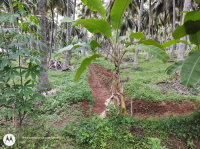  Agricultural Land for Sale in Anaimalai, Coimbatore
