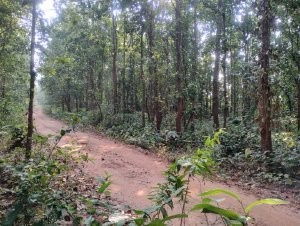  Residential Plot 12 Acre for Sale in Khandapada, Nayagarh