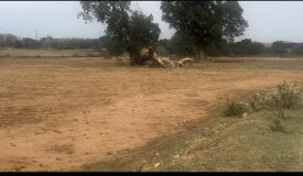  Commercial Land 239580 Sq.ft. for Sale in Bero, Ranchi
