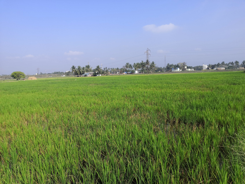 Agricultural Land 91 Cent for Sale in Chengam, Tiruvannamalai (REI1209388)