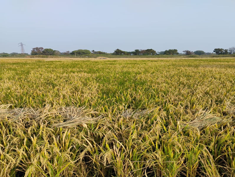  1 Acre Agricultural/Farm Land for Sale in Chengam, Tiruvannamalai