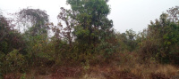  Agricultural Land for Sale in Roha, Raigad