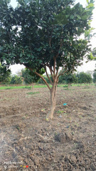  Agricultural Land for Sale in Borgaon, Nagpur