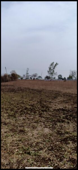  Agricultural Land 8 Acre for Sale in Loni, Amravati