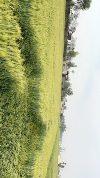  Agricultural Land for Sale in Sidhwan Bet, Ludhiana