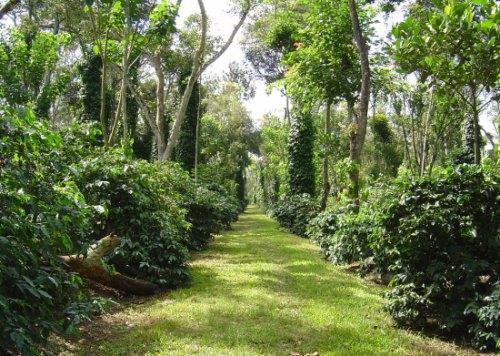  Residential Plot 126 Acre for Sale in Balehonnur, Chikmagalur