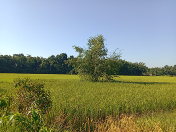  Agricultural Land for Sale in Moranhat, Sibsagar