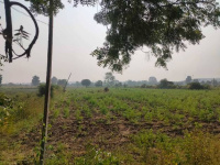  Agricultural Land for Sale in Samudrapur, Wardha