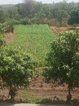  Agricultural Land for Rent in Charholi Budruk, Pune
