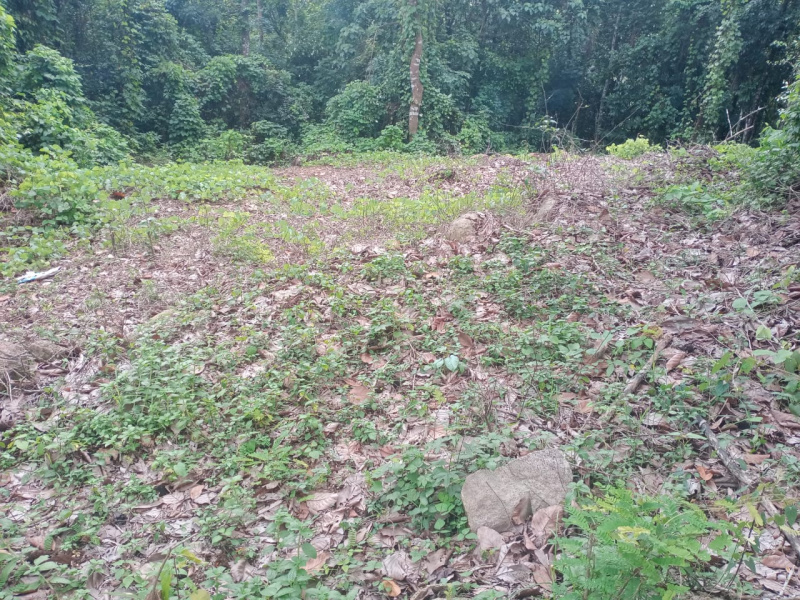 Residential Plot 50 Cent for Sale in Mallappally, Pathanamthitta