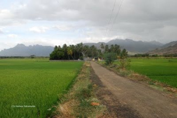  Agricultural Land for Sale in Kovil Pappakudi, Madurai