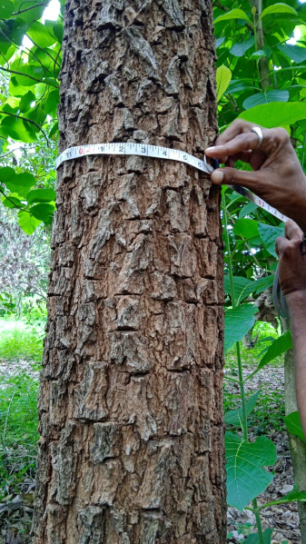  25 Cent Agricultural/Farm Land for Sale in Addanki, Prakasam