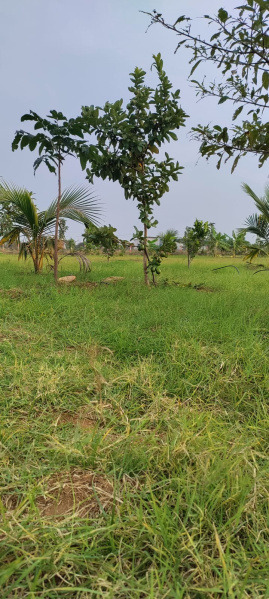  Residential Plot 10000 Sq.ft. for Sale in Thogaimalai, Karur