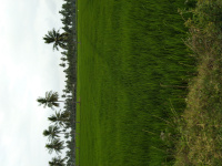  Agricultural Land for Sale in Machilipatnam, Krishna