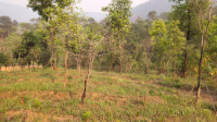  Residential Plot for Sale in Nongpoh, Ri-Bhoi