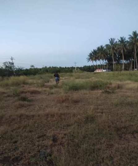  Agricultural Land 49 Cent for Sale in Pethappampatti, Tirupur