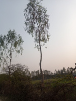  Agricultural Land for Sale in Sandi, Hardoi