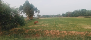 Agricultural Land for Sale in Sarojini Nagar, Lucknow
