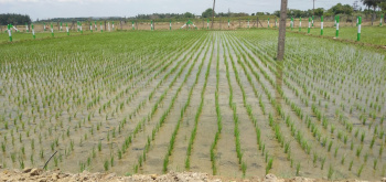  Agricultural Land for Sale in Kuvathur, Kanchipuram