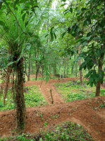  Residential Plot for Sale in Calicut, Kozhikode