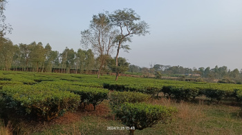  Agricultural Land for Sale in Fulbari, Siliguri