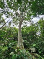  Agricultural Land for Sale in Yercaud, Salem