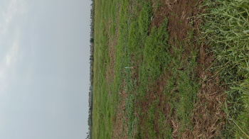  Agricultural Land for Sale in Samalkota, East Godavari
