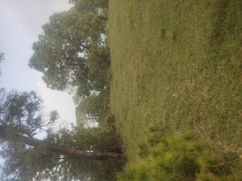  Residential Plot for Sale in Kumarhatti, Solan