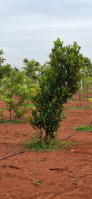 Agricultural Land for Sale in Uthiramerur, Kanchipuram
