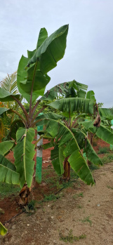  Agricultural Land for Sale in Maduranthakam, Chengalpattu