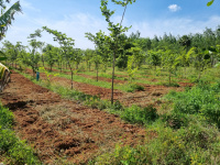  Agricultural Land for Sale in Manapparai, Tiruchirappalli