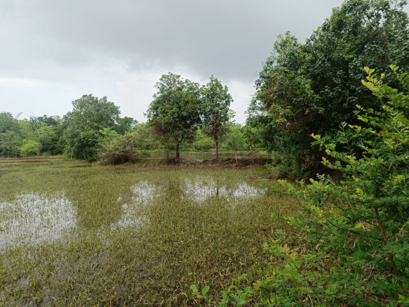  Agricultural Land 56000 Sq.ft. for Sale in Shahapur, Thane