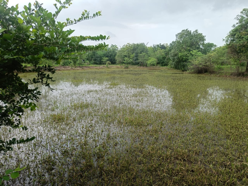  Agricultural Land 56000 Sq.ft. for Sale in Shahapur, Thane