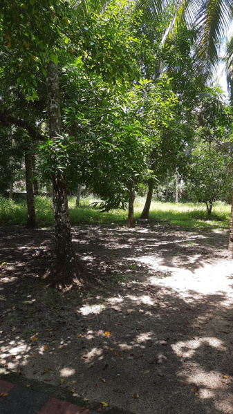 Residential Plot 168 Cent for Sale in East Nada,
