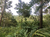  Agricultural Land for Sale in Kattappana, Idukki