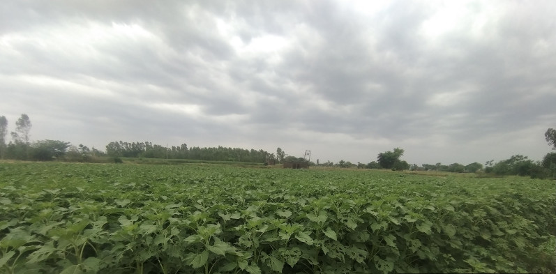 Agricultural Land 11 Acre for Sale in Raipur Rani, Panchkula