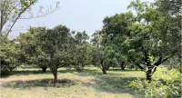  Agricultural Land for Sale in Selaqui, Dehradun