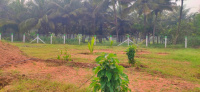 2 BHK Farm House for Sale in Othakalmandapam, Coimbatore