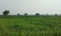 Agricultural Land for Sale in Narasaraopet, Guntur